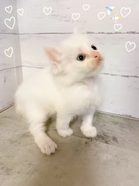 足の長いマンチカン マンチカン 】短足猫の女の子！子猫との生活スタイルもご紹介