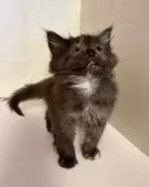 サイベリアン【東京都・女の子・2025年9月16日・トーティー】の写真5