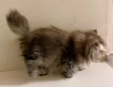 ミヌエット(短足)【東京都・女の子・2025年8月21日・ブラウンパッチドタビー】の写真5