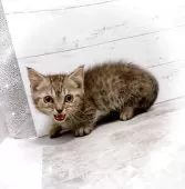 ジェネッタ【東京都・男の子・2025年4月8日・シルバースポテッドタビー】の写真6