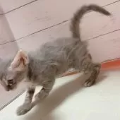 ラパーマ【東京都・男の子・2025年9月1日・シルバータビー】の写真5