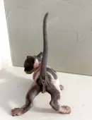 バンビーノ【東京都・男の子・2025年5月31日・ブルー&ホワイト】の写真5