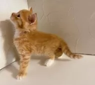 スコティッシュフォールド(立ち耳)【東京都・男の子・2025年8月10日・レッドタビー】の写真5