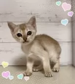 シンガプーラ【東京都・女の子・2025年8月4日・セピアアグーティ】の写真6