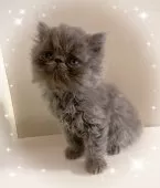 エキゾチックショートヘア【東京都・男の子・2025年8月5日・ブルー】の写真5