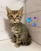 アメリカンカール【東京都・女の子・2025年9月10日・ブラウンマッカレルタビー】の写真5