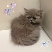 ミヌエット(短足)【東京都・女の子・2025年8月21日・ブルー&クリーム】の写真6