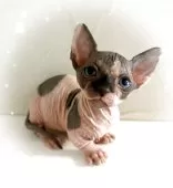 バンビーノ【東京都・男の子・2025年5月31日・ブルー&ホワイト】の写真6