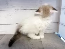 サイベリアン【東京都・女の子・2025年3月31日・シールポイントバイカラー】の写真6