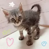 ラパーマ【東京都・男の子・2025年9月1日・ブラウンタビー】の写真6