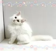 サイベリアン【東京都・女の子・2025年1月18日・ホワイト】の写真2