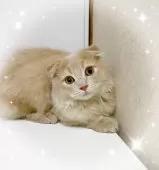 スコティッシュフォールド(折れ耳)【東京都・男の子・2025年7月20日・クリーム】の写真2