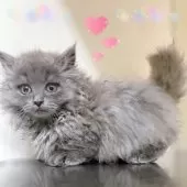 ミヌエット(短足)【東京都・女の子・2025年8月21日・ブルータビー】の写真7