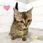 ジェネッタ【東京都・男の子・2025年5月3日・ブラウンスポテッドタビー】の写真6