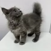 ブリティッシュロングヘア【東京都・女の子・2025年3月23日・ブルー】の写真8