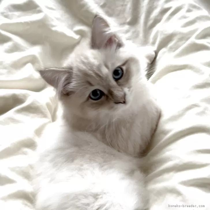 サイベリアン【大阪府・男の子・2025年6月26日・ブルーリンクスポイント】の写真1「おもいっきり甘えん坊に育ちました。」