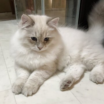 サイベリアン【大阪府・男の子・2025年6月26日・ブルーリンクスポイント ネヴァマスカレード（ふわっふわのトリプルコート！）】の写真「世界チャンピオン血統　5年間の生体保証付」