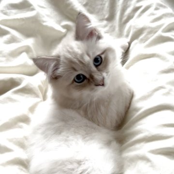 サイベリアン【大阪府・男の子・2025年6月26日・ブルーリンクスポイント（ふわっふわのトリプルコート！）】の写真「世界チャンピオン血統　5年間の生体保証付」