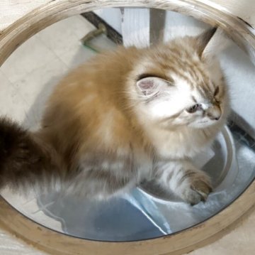 サイベリアン【大阪府・男の子・2025年6月26日・シールゴールデリンクスポイント ネヴァマスカレード（めずらしい色　ゴールド系）】の写真「世界チャンピオン血統　5年間の生体保証付」