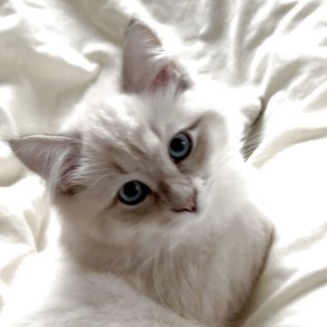 サイベリアン【大阪府・男の子・2025年6月26日・ブルーリンクスポイント（ふわっふわのトリプルコート！）】の写真「世界チャンピオン血統　5年間の生体保証付」