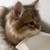 サイベリアン