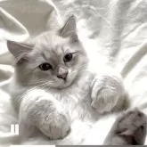 サイベリアン【大阪府・男の子・2025年6月26日・ブルーリンクスポイント】の写真2「腕もしっかり！体格もがっちり！慣れるとへそ天します！」