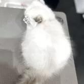 サイベリアン【大阪府・男の子・2025年6月26日・ブルーリンクスポイント】の写真4「おしりふわふわ」