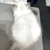 サイベリアン【大阪府・男の子・2025年6月26日・ブルーリンクスポイント】の写真5「もひとつ、ふわふわ！」