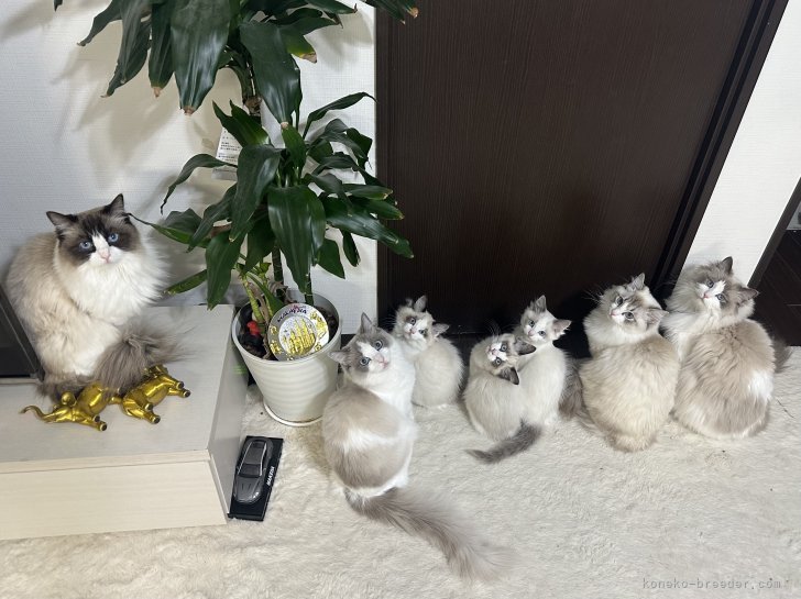 高　新凱(こう　しんがい)ブリーダー(大阪府・ラグドール・ICC登録)の紹介写真7