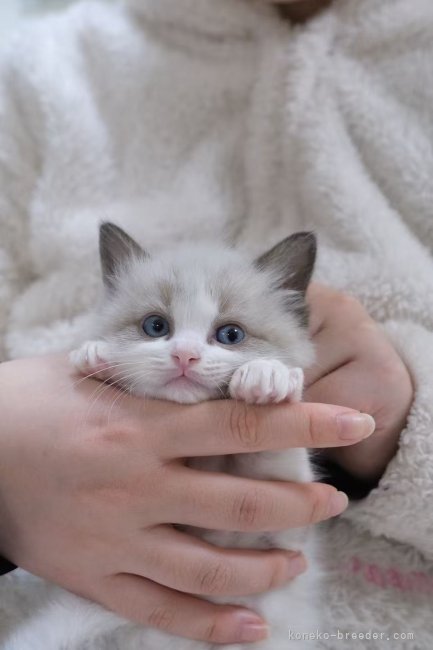 高　新凱(こう　しんがい)ブリーダー(大阪府・ラグドール・ICC登録)の紹介写真8