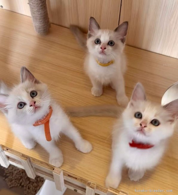 高　新凱(こう　しんがい)ブリーダー(大阪府・ラグドール・ICC登録)の紹介写真9