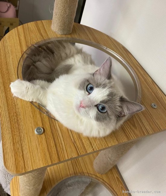 ラグドール【・女の子・2022年9月21日・ブルーポイントバイカラー】