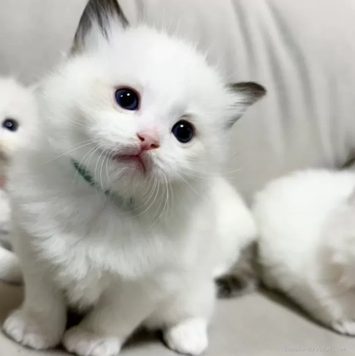 S.N 様のお迎えした子猫