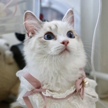 ラグドール【大阪府・女の子・2025年3月25日・シールリンクスポイントバイカラー】の写真「優しく上品、人懐こいお姫様ラグドール」