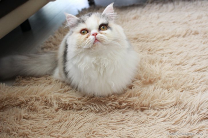 ミヌエット【・女の子・2024年10月1日・ダイリュートキャリコ】