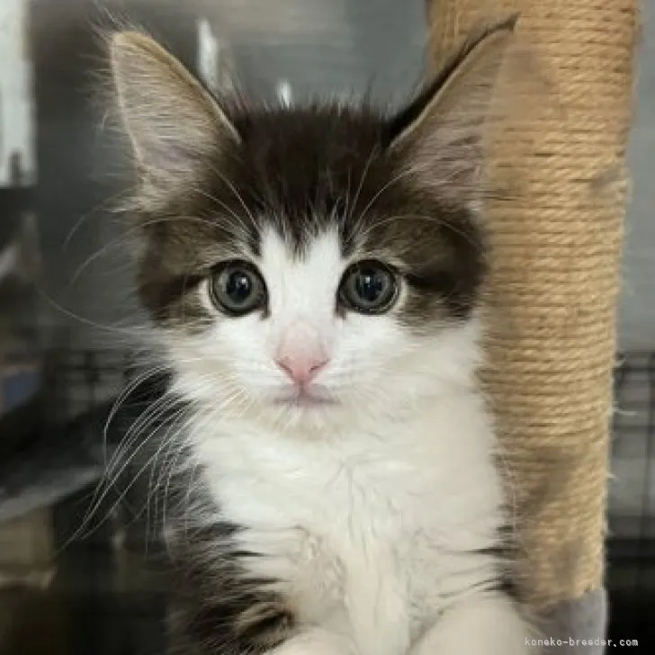 ちびでびる 様のお迎えした子猫