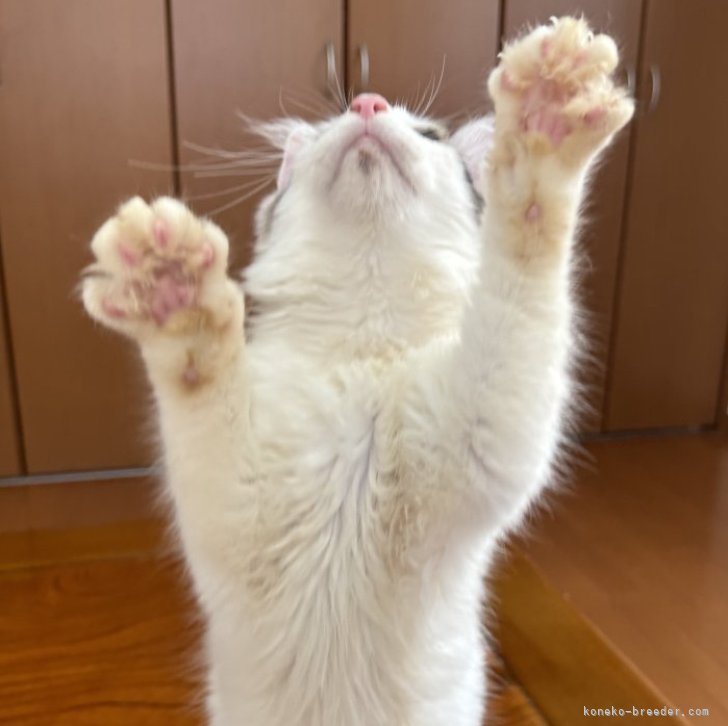 猫 原画 ノルウェージャンフォレスト #161 猫・ノルウェージャンフォレストキャット(オリジナルイラスト)A4