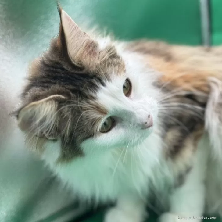 ID:2305-03873の子猫