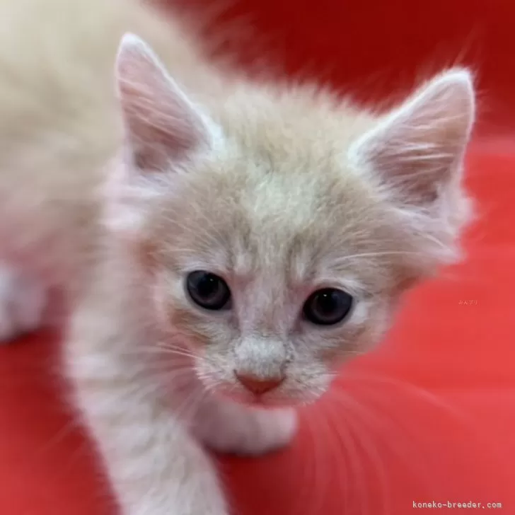 ID：2405-02888の子猫