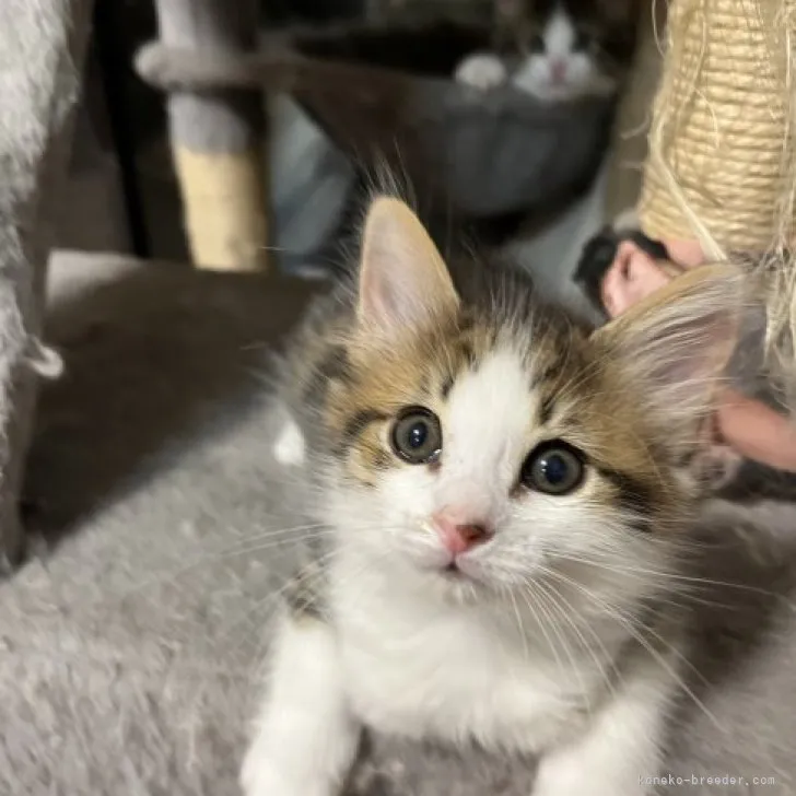 ID：2303-01426の子猫