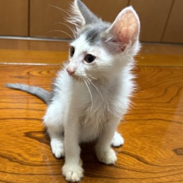 ノルウェージャンフォレストキャット【埼玉県・男の子・2024年5月30日・ブルータビー&ホワイト】の写真「人気のブルー系男子！」