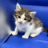 ノルウェージャンフォレストキャット【埼玉県・女の子・2024年3月13日・ブラウンマッカレルタビー&ホワイト】の写真5「ん？」