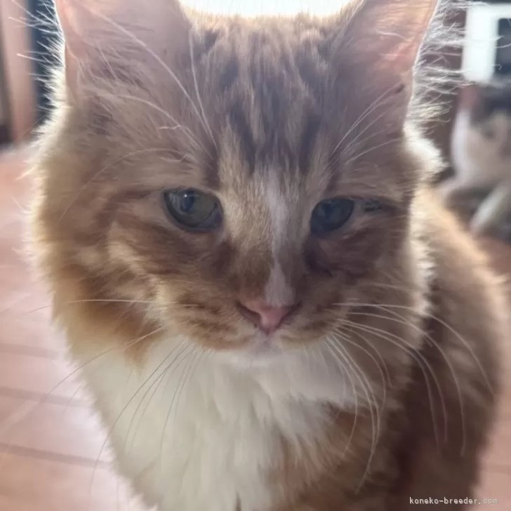 ID：2501-00325の子猫