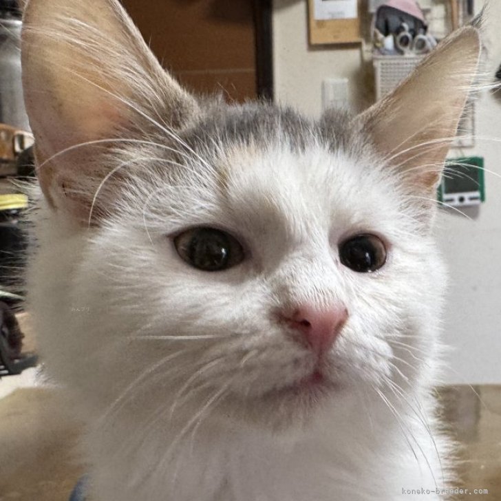 ブリーダー画像