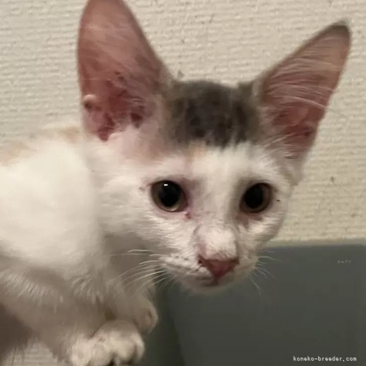 ノルウェージャンフォレストキャット【埼玉県・女の子・2025年5月19日・ダイリュートキャリコ】の写真1「エリンギちゃん」