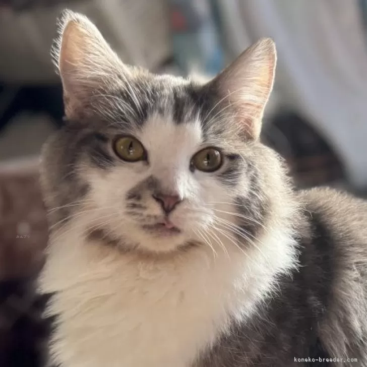 ID:2407-00914の子猫