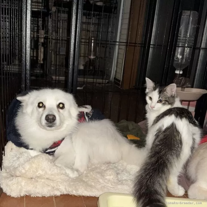 ノルウェージャンフォレストキャット【埼玉県・女の子・2025年4月26日・ブラウンタビー&amp;ホワイト】の写真1「しらたまシェイクちゃん」