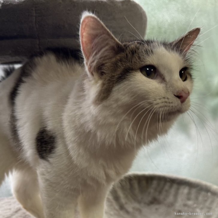 ブリーダー画像