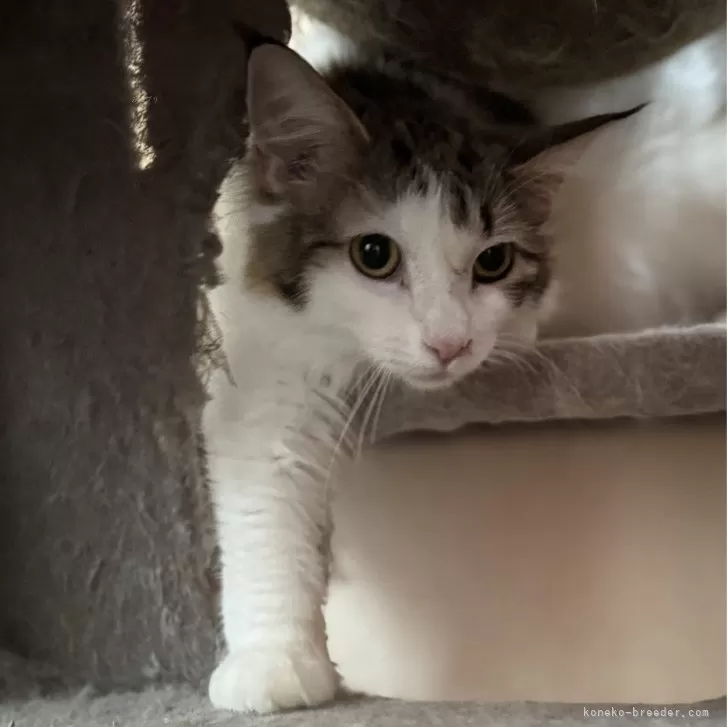 ノルウェージャンフォレストキャット【埼玉県・女の子・2025年1月22日・ブラウンタビー&amp;ホワイト】の写真1「あずきうめちゃん」