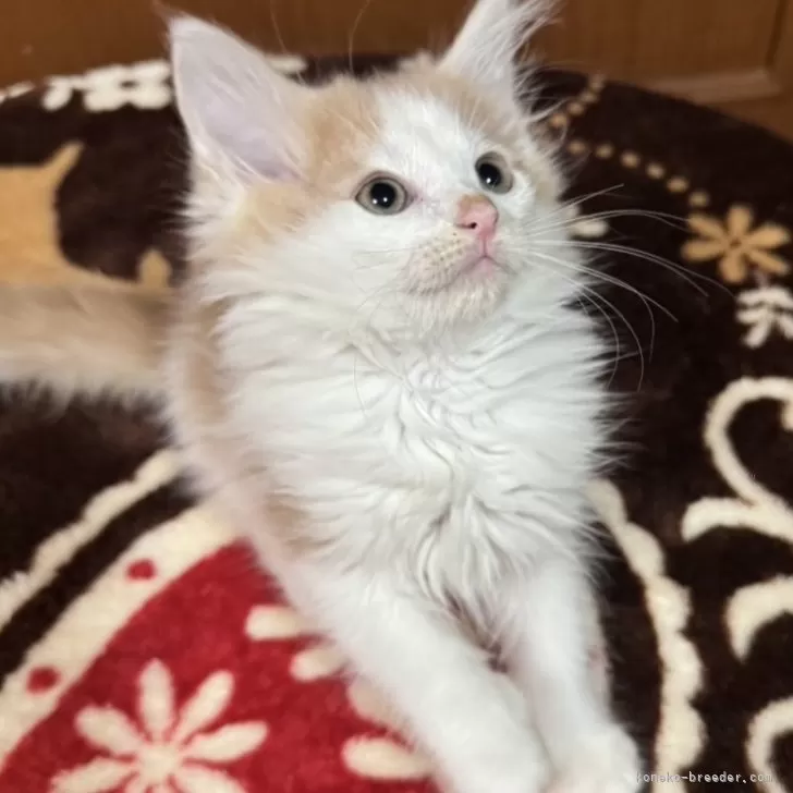 ID：2501-01261の子猫